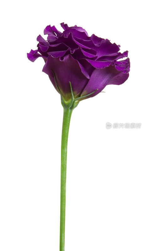 Eustoma (lisianthus)。